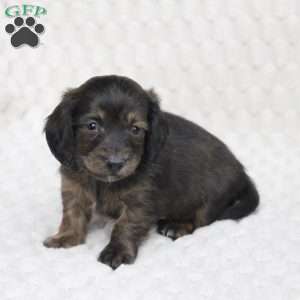 Atlas, Dachshund Puppy