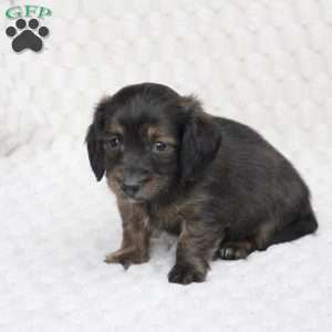 Atlas, Dachshund Puppy