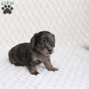 Chloe, Dachshund Puppy