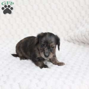 Chloe, Dachshund Puppy