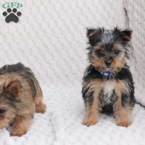 Maverick, Yorkie Puppy