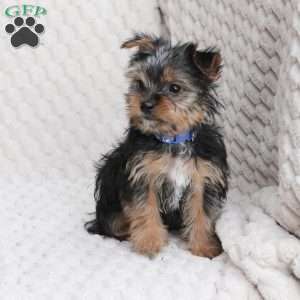 Maverick, Yorkie Puppy