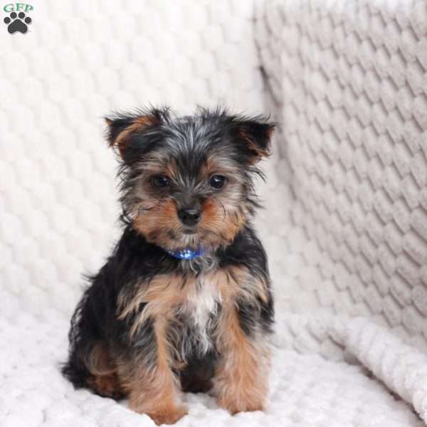Maverick, Yorkie Puppy