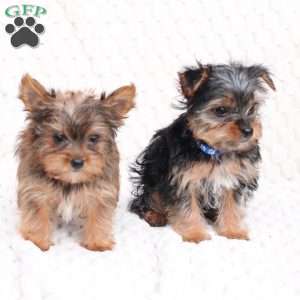 Maverick, Yorkie Puppy