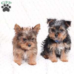 Maverick, Yorkie Puppy