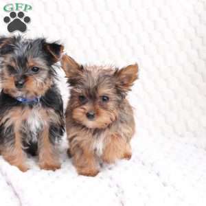 Maverick, Yorkie Puppy