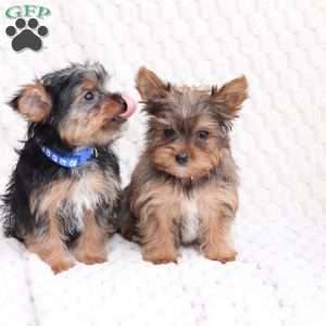 Maverick, Yorkie Puppy