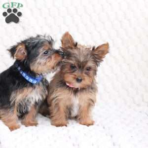 Maverick, Yorkie Puppy