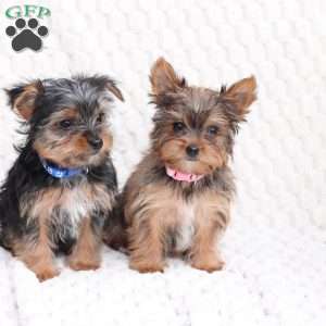 Maverick, Yorkie Puppy