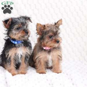 Maverick, Yorkie Puppy