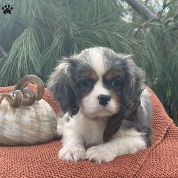 Pumpkin, Cavalier King Charles Mix Puppy