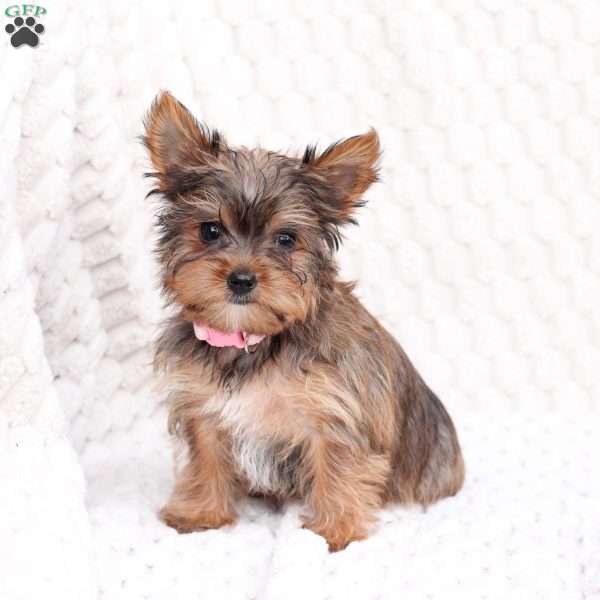Willow, Yorkie Puppy
