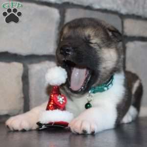 Scooby, Akita Puppy
