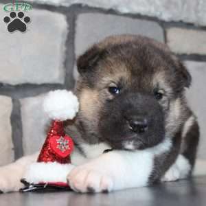 Scooby, Akita Puppy