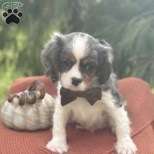 Pumpkin, Cavalier King Charles Mix Puppy