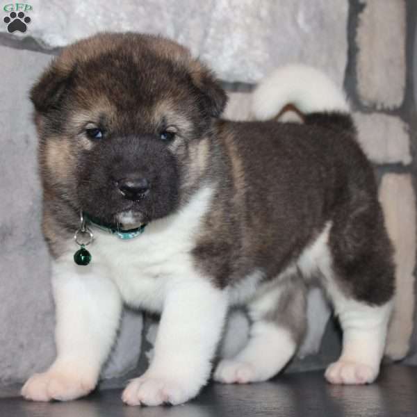 Scooby, Akita Puppy