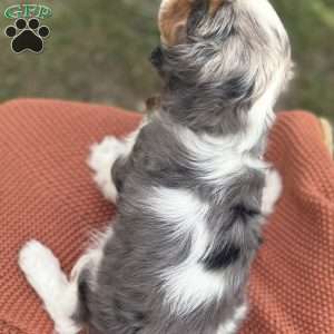 Pumpkin, Cavalier King Charles Mix Puppy