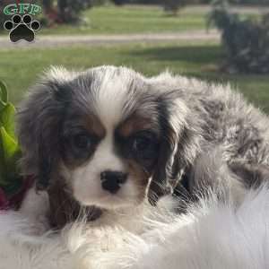 Pumpkin, Cavalier King Charles Mix Puppy