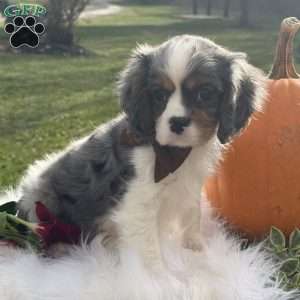 Pumpkin, Cavalier King Charles Mix Puppy