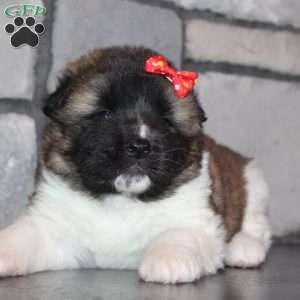 Lucy, Akita Puppy
