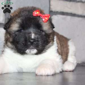 Lucy, Akita Puppy