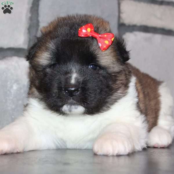 Lucy, Akita Puppy