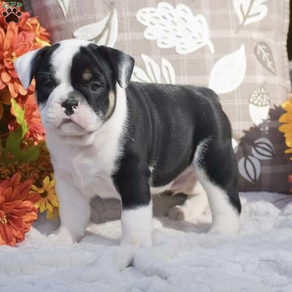 Maxton, English Bulldog Puppy