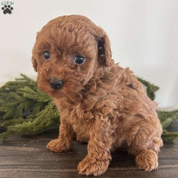 Joy, Toy Poodle Puppy