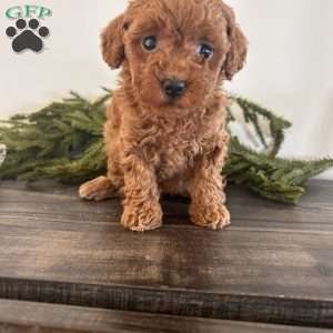 Joy, Toy Poodle Puppy