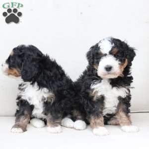 Ranger, Bernedoodle Puppy