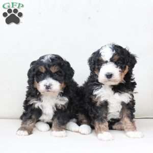 Ranger, Bernedoodle Puppy