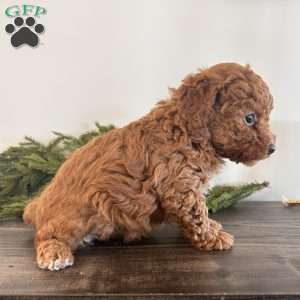 Hope, Toy Poodle Puppy