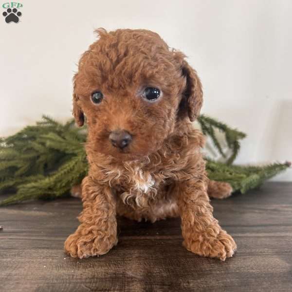 Hope, Toy Poodle Puppy