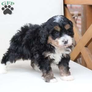 Ranger, Bernedoodle Puppy