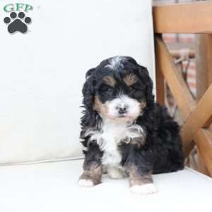 Ranger, Bernedoodle Puppy