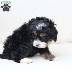 Ranger, Bernedoodle Puppy