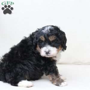 Ranger, Bernedoodle Puppy