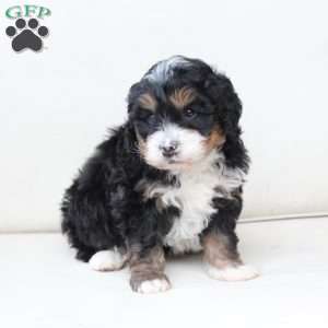 Ranger, Bernedoodle Puppy