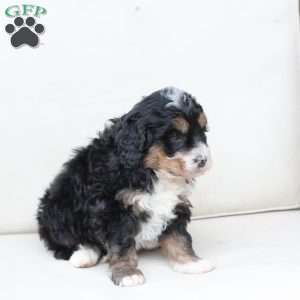 Ranger, Bernedoodle Puppy