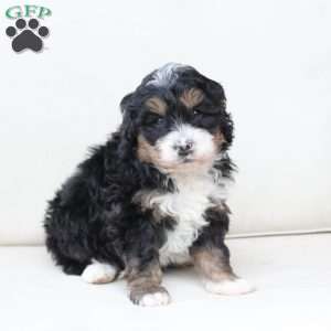 Ranger, Bernedoodle Puppy
