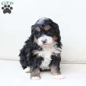 Ranger, Bernedoodle Puppy