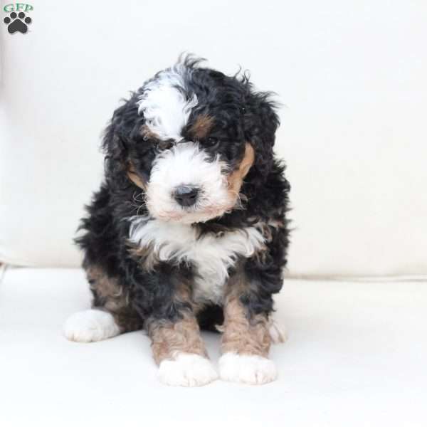 King, Bernedoodle Puppy