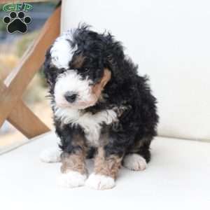 King, Bernedoodle Puppy