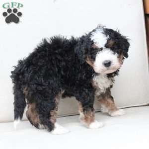 King, Bernedoodle Puppy