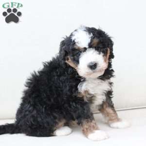 King, Bernedoodle Puppy