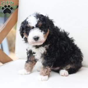 King, Bernedoodle Puppy