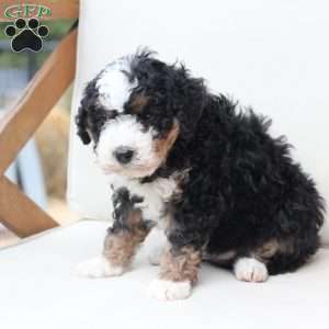 King, Bernedoodle Puppy