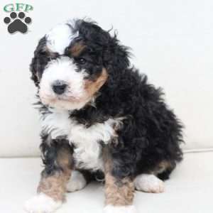 King, Bernedoodle Puppy