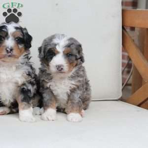 Diesel, Bernedoodle Puppy