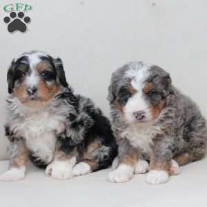 Diesel, Bernedoodle Puppy